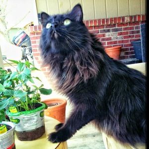 Meet your Posher, Troy